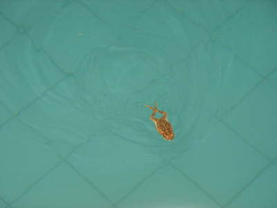 Guest in the pool